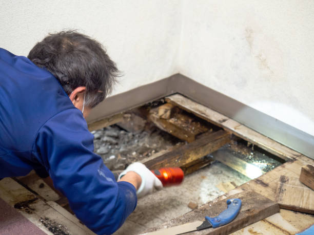 Best Professional Mold Removal  in Diand, MO