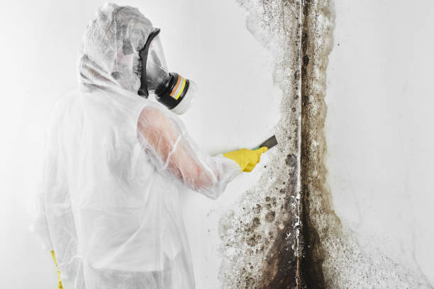 Best Residential Mold Removal  in Diand, MO
