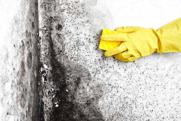 Attic Mold Removal in Diamond, MO