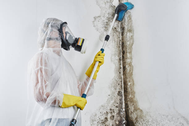 Diamond, MO Mold Removal Company