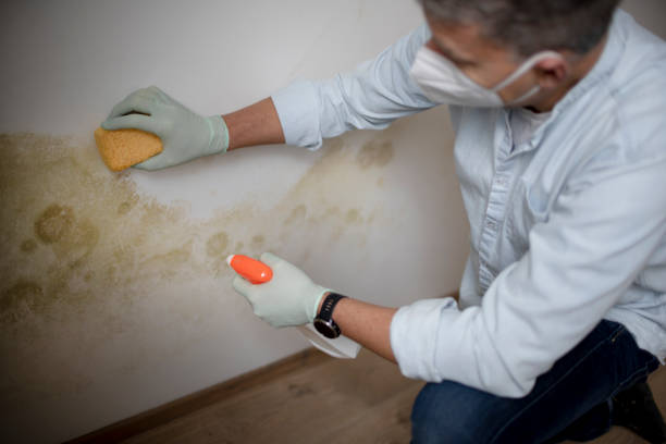 Best Mold Cleaning Services  in Diand, MO